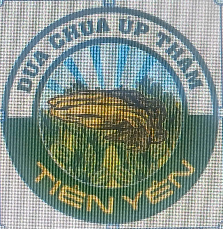 Dưa chua úp thảm vùng Tiên Yên