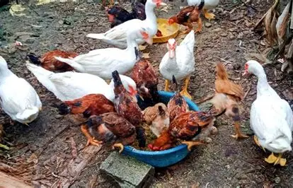 thịt gà, vịt