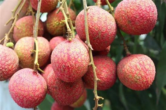 trồng vải