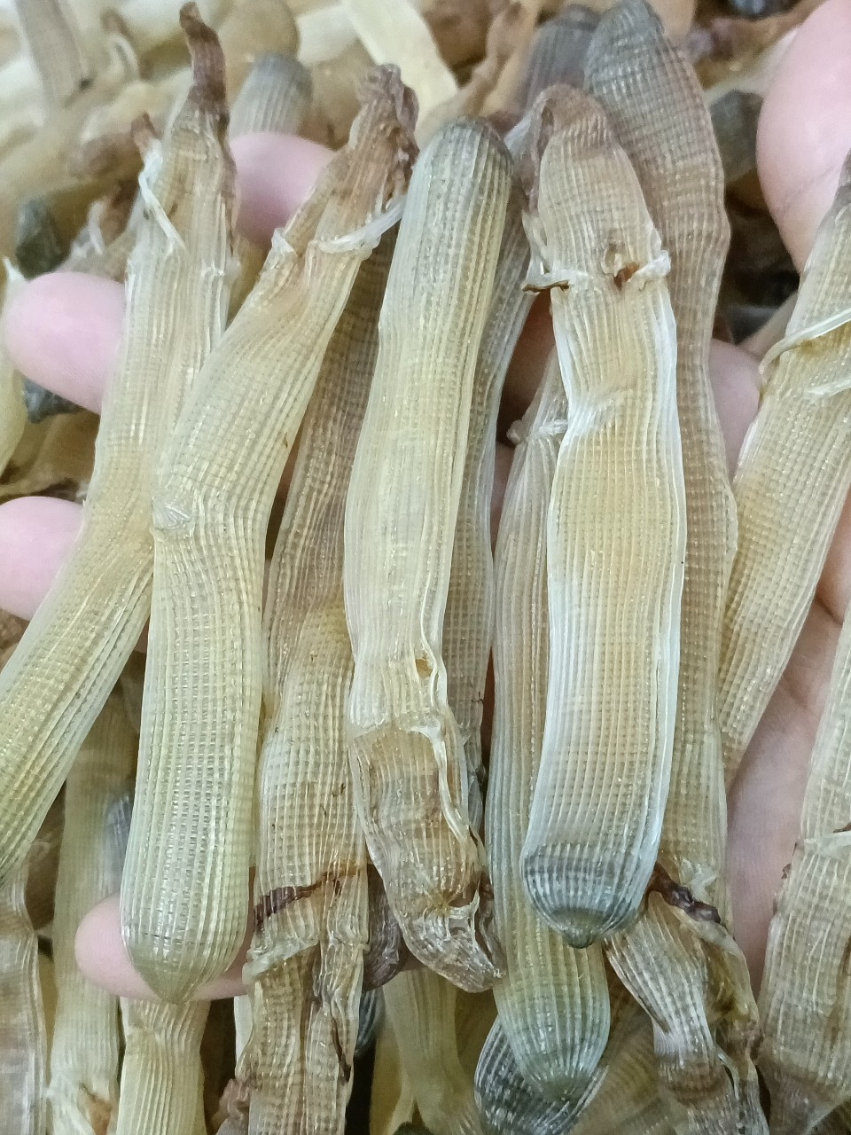 Sá sùng cát trắng khô