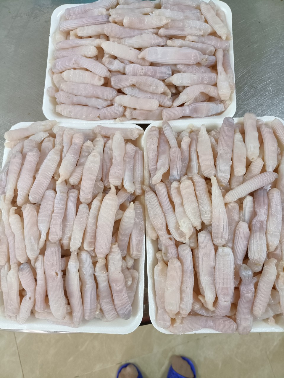 Sá sùng cát trắng tươi