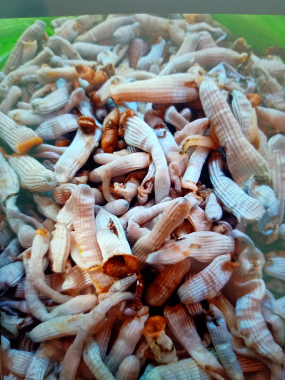 Giun đen (Bông thùa)