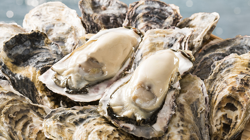 Hàu sữa Vân Đồn