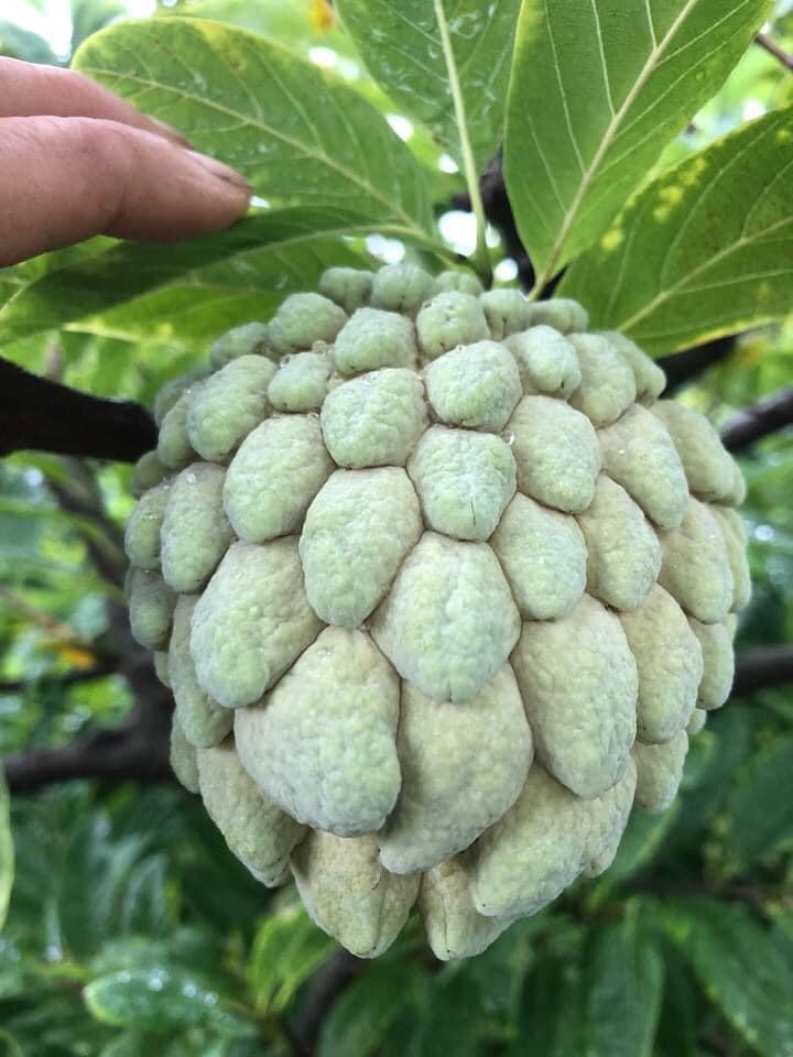 Na dai Đông Triều