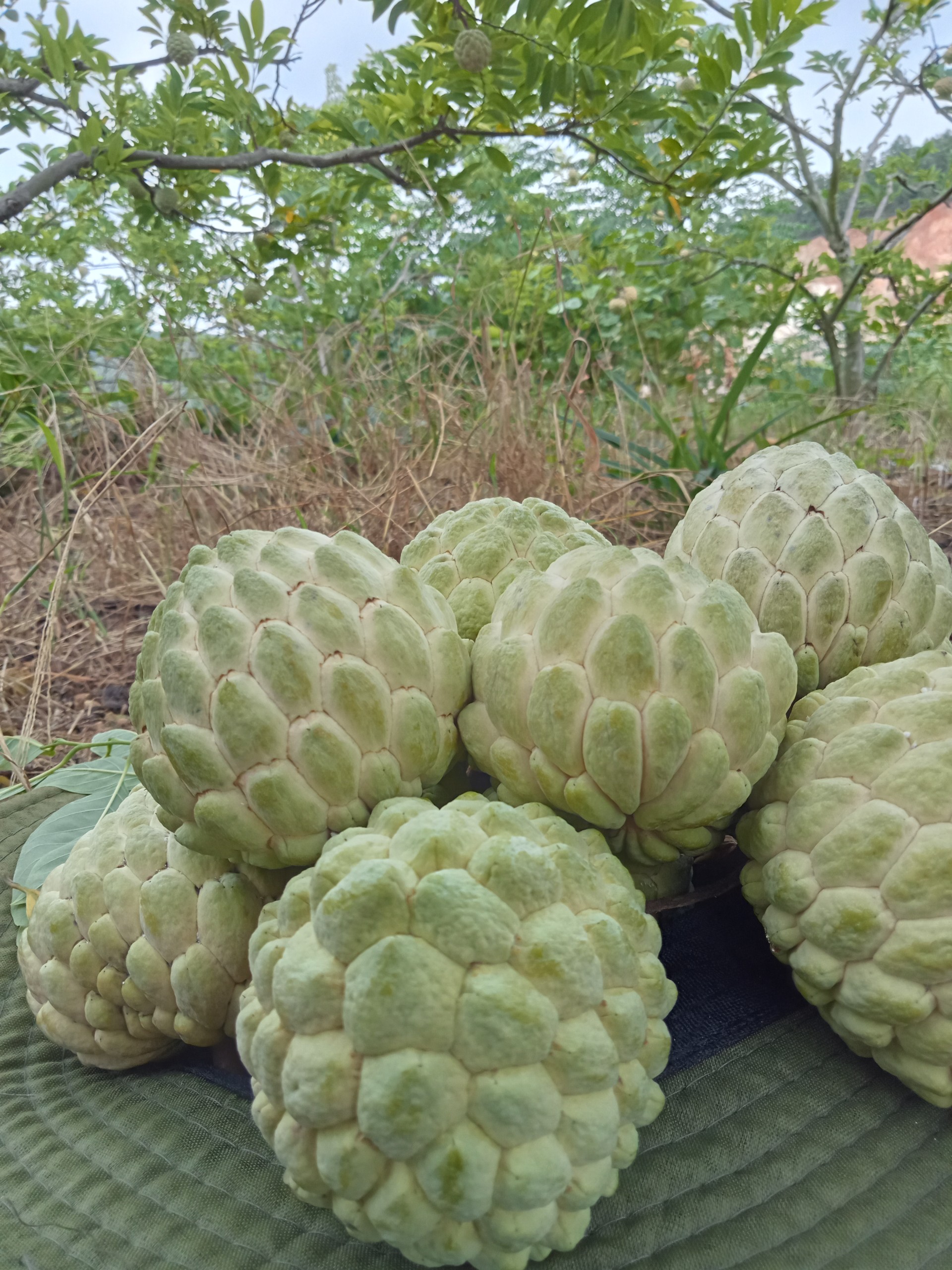 Na dai Đông Triều