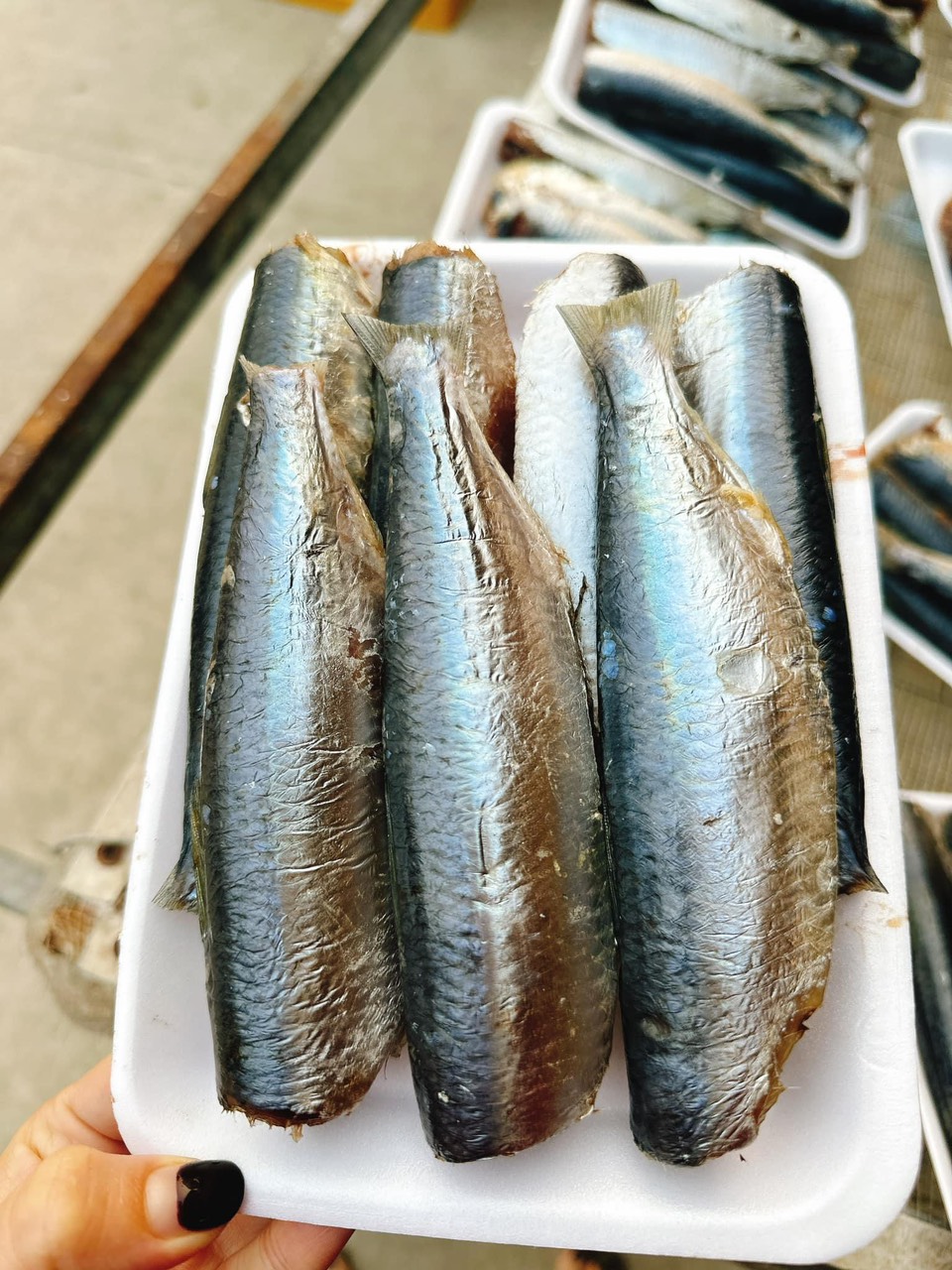 Cá nhâm một nắng