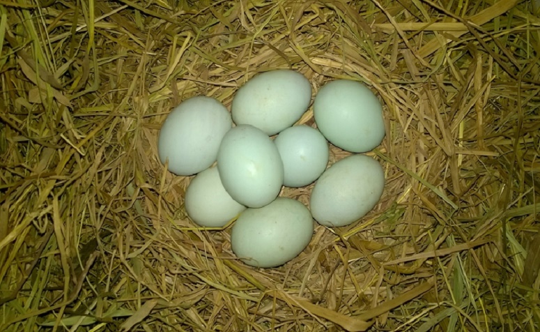 Trứng vịt trời Duy Khương