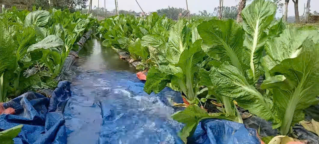 Rau cải xanh Tiên Yên