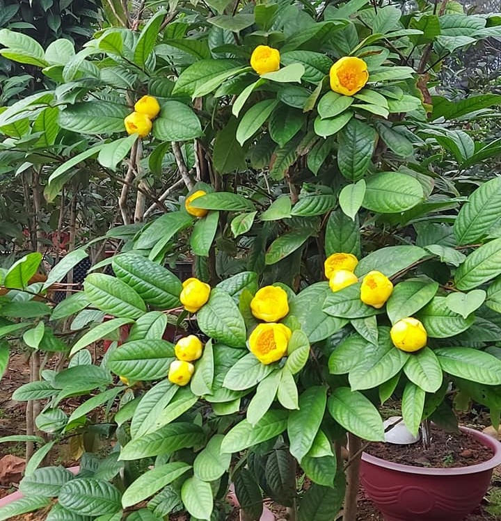 Trà hoa vàng tươi