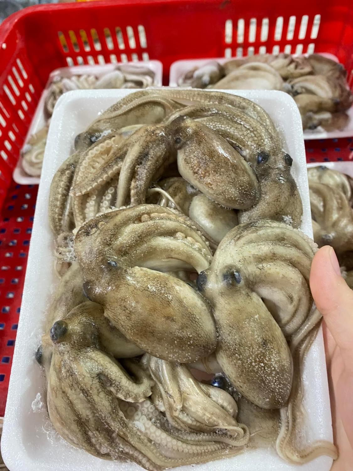 Ruốc sò sống cấp đông