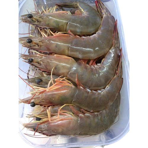 Tôm he cấp đông