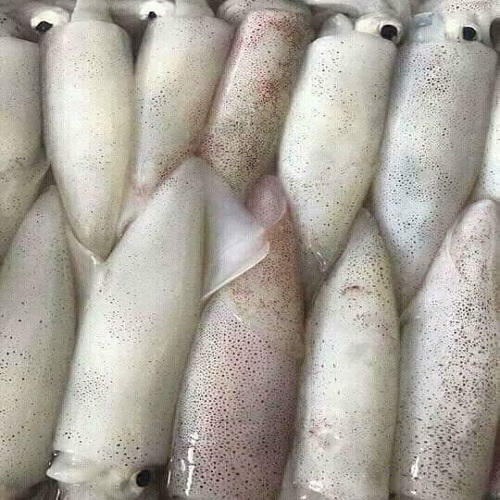 Mực ống cấp đông