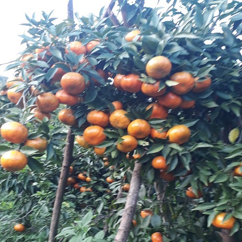 Cam đường canh (Cam canh)