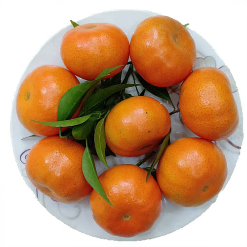 Cam đường bản địa