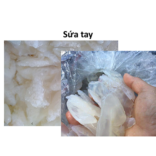 Sứa tay