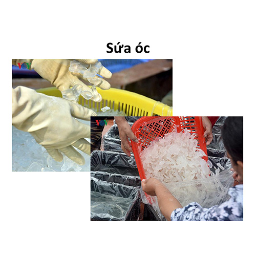 Sứa óc