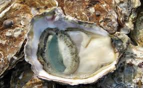 Hàu Thái Bình Dương